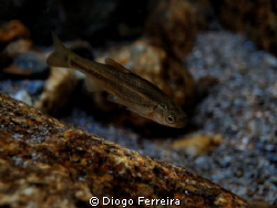 "Yes, I'm an endemic species" by Diogo Ferreira 